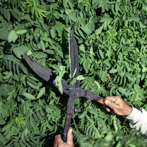 Maintenance-ready pruning and horticulture work for neat edges on public-facing routes.