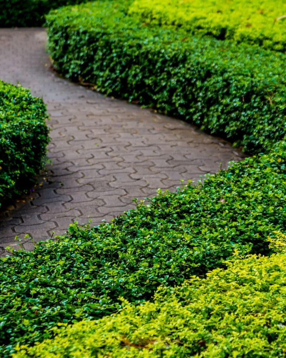 Trimmed hedge lines along a pedestrian path for clear sightlines and supervised circulation.